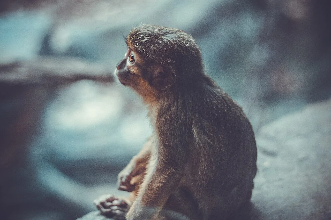 A monkey looking up (Unsplash)