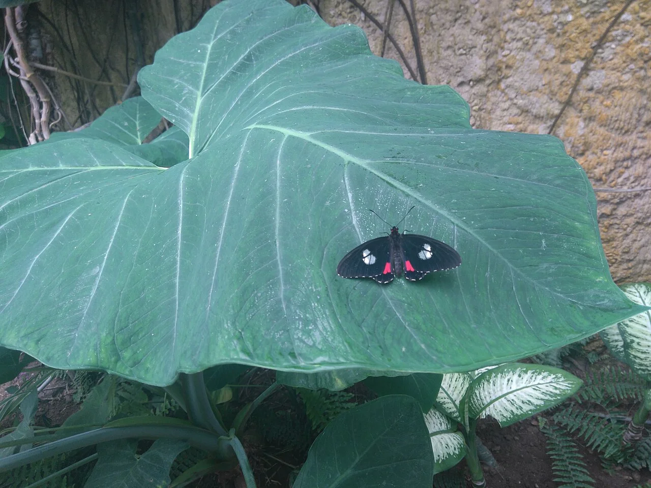 Black butterfly at Mariposario de Benalmádena-Butterfly Park
